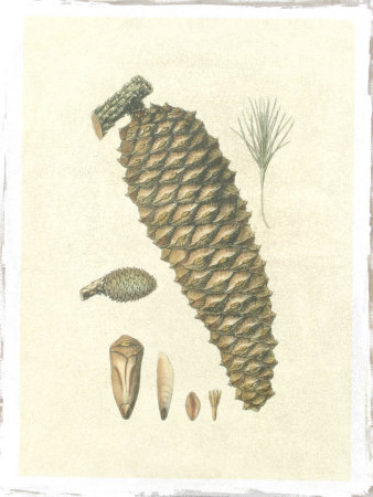 Crackled Woodland Pinecones IV