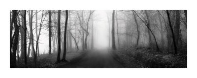 Buy Woodland Walk at AllPosters.com