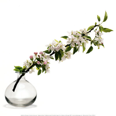 Branche de Pommier