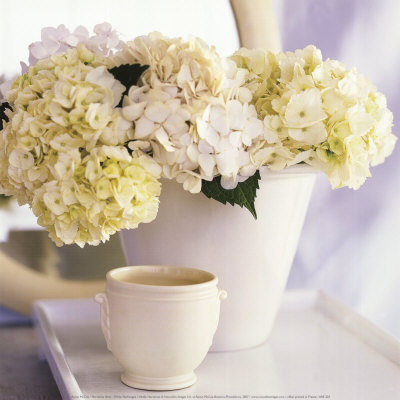 Hortensias Blancs