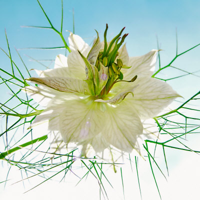Seiltanzer Weiss