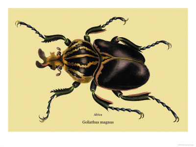Beetle: African Goliathus Magnus