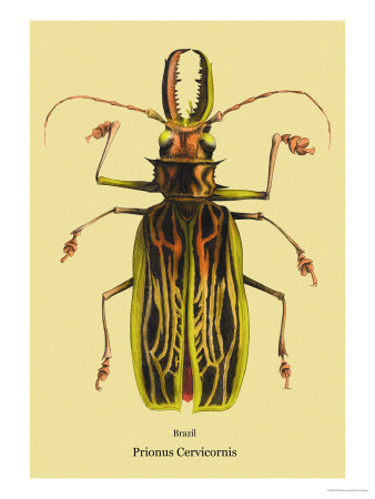 Beetle: Brazilian Prionus Cervicornis
