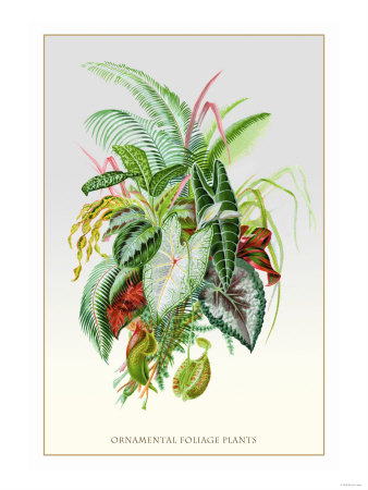 Ornamental Foliage Plants