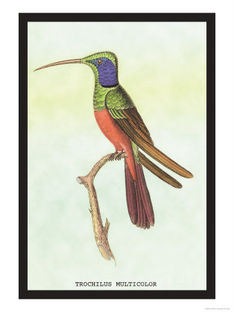 Trochilus Multicolor