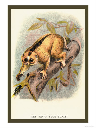 The Javan Slow Loris