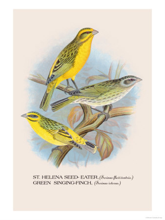 St. Helena Seed-Eater, Green Singing-Finch
