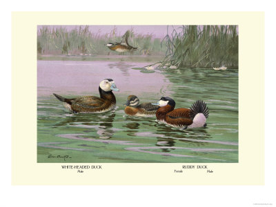 White-Headed and Ruddy Ducks
