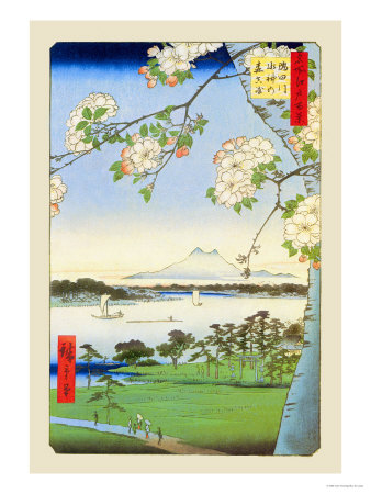 Cherry Blossoms