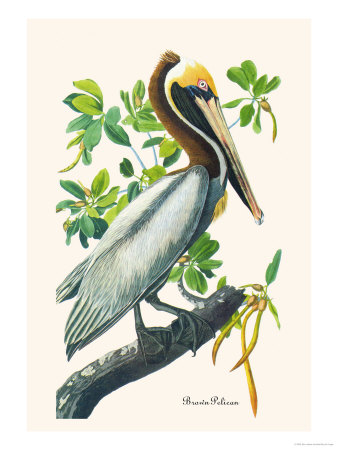 Brown Pelican
