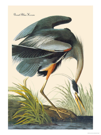 Great Blue Heron