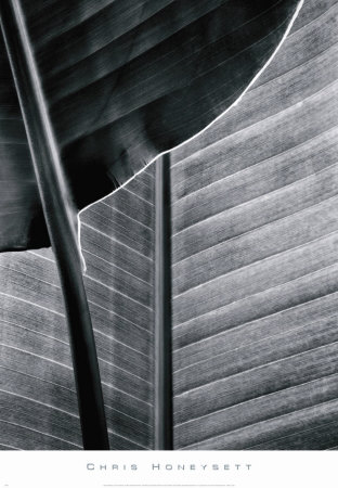 Bird of Paradise