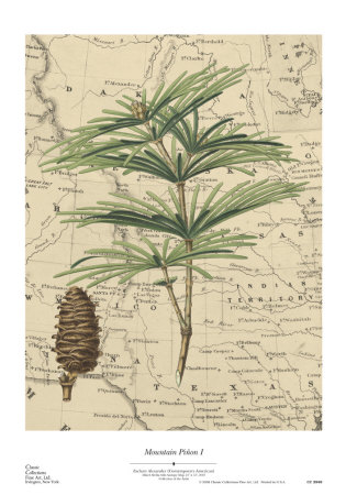 Mountain Pinon I