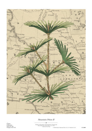 Mountain Pinon II