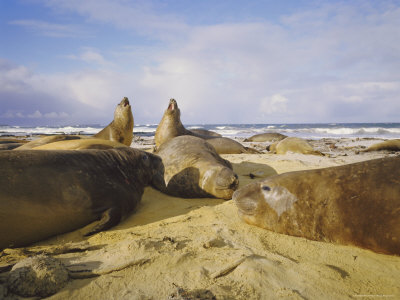 Elephant Seals, Falkland Islands, South Atlantic