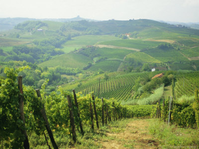 Typical Landscape of Vines in the Colli Piacentini, Piacenza, Emilia Romagna, Italy, Europe