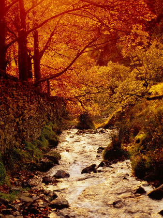 Fall Foliage and Running Stream, Grindsbrook Edale, Peak District, Derbyshire, England, UK