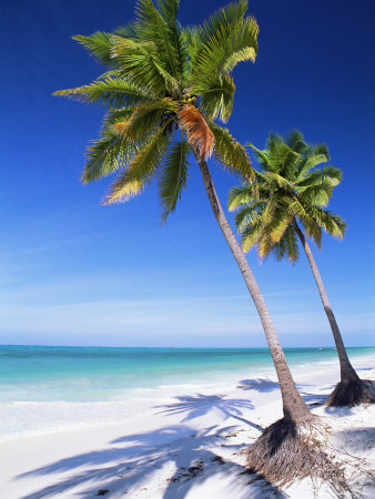 Buy Palm Tree, White Sand Beach and Indian Ocean, Jambiani, Island of Zanzibar, Tanzania, East Africa at AllPosters.com