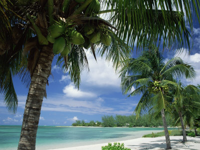 Palms on Shore, Cayman Kai Near Rum Point, Grand Cayman, Cayman Islands, West Indies