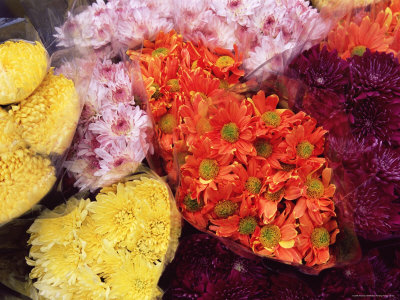 Bunches of Chrysanthemums, Flower Market, Mong Kok, Kowloon, Hong Kong, China, Asia