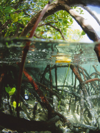 Mangrove Roots, Seychelles, Indian Ocean