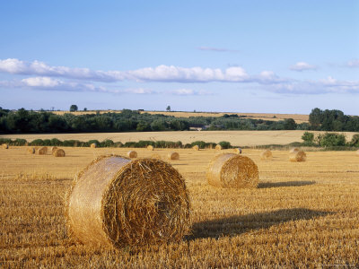 Agricultural Landscape with Straw Bales in a Cut Wheat Field