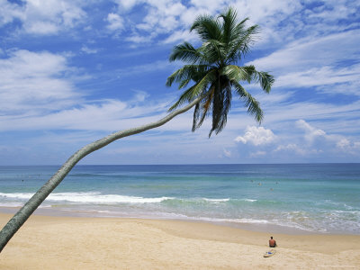 Palm Tree and Surfer, Hikkaduwa ...