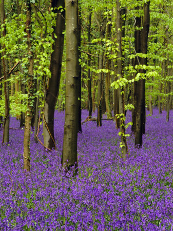 Bluebells in a Beech Wood, West Stoke, West Sussex, England, UK