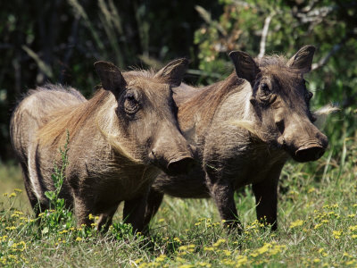 Buy Warthogs (Phacochoerus Aethiopicus), Addo Elephant National Park, South Africa, Africa at AllPosters.com