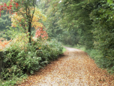 Country Road with Autumn Leaves and Colourful Trees, Bavaria, Germany, Europe