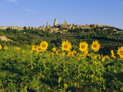 San Gimignano and Field of Sunflowers, Tuscany, Italy