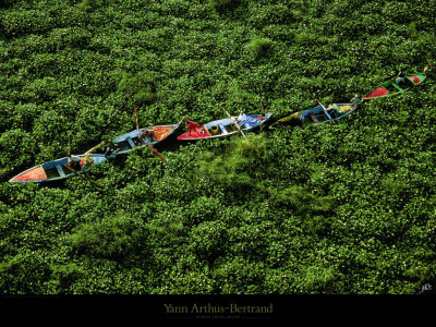 Buy Barques Prises dans les Jacinthes d'Eau sur le Nil, Egypte at AllPosters.com