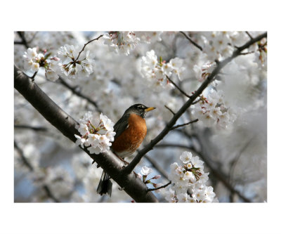 Cherry Blossom Bird