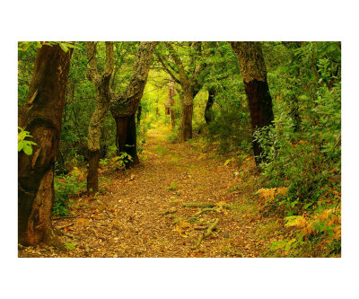 Automne en Foret