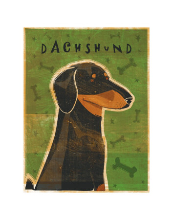 Dachshund