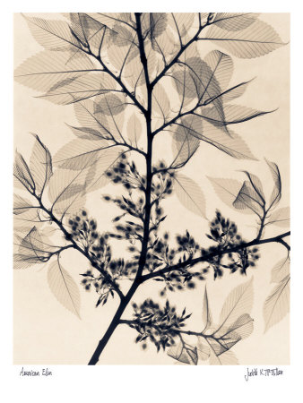 American Elm