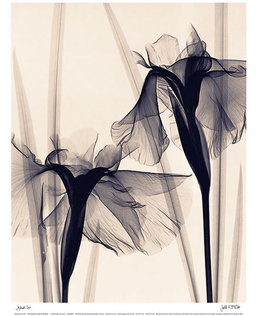 Japanese Iris