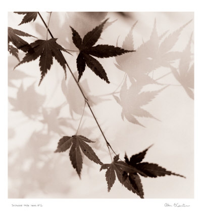 Japanese Maple Leaves I