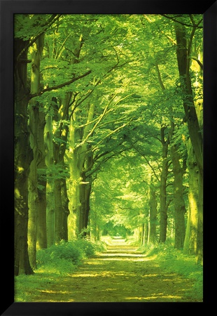 Forest Path