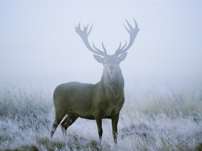 Red Deer (Cervus Elaphus) Stag at Dawn During Rut in September, UK, Europe