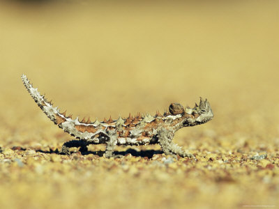 Thorny Devil, Moloch Horridus, Kalbarri National Park, Western Australia, Australia, Pacific