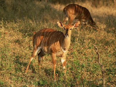 Nyala (Tragelaphus Angasi), Mala Mala Game Reserve, Sabi Sand Park, South Africa, Africa