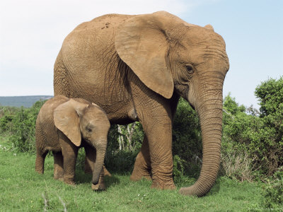 Mother and Calf, African Elephant (Loxodonta Africana) Addo National Park, South Africa, Africa