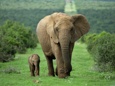 Mother and Calf, African Elephant (Loxodonta Africana), Addo National Park, South Africa, Africa