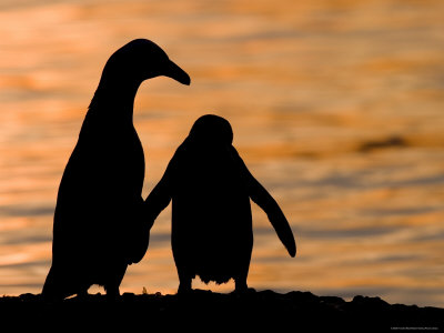 Jackass Pinguin, (Spheniscus Demersus), Boulder