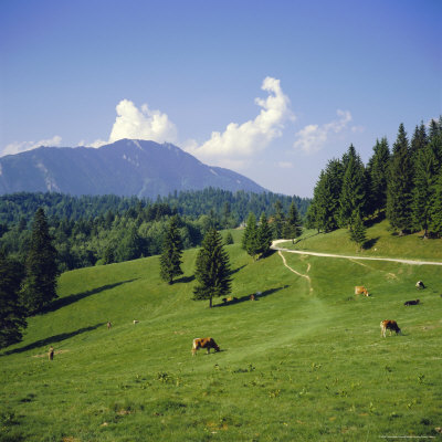 Apline Pastures on the Edge of the Bucegi Mountains, Carpathian Mountains, Transylvania, Romania