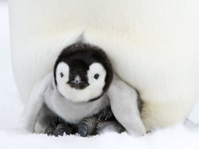 Emperor Penguin Chick, Snow Hill Island, Weddell Sea, Antarctica, Polar Regions