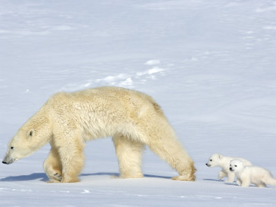 Polar Bear Mother with Twin Cubs, Wapusk National Park, Churchill, Manitoba, Canada