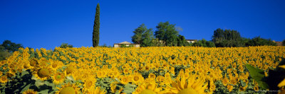 Sunflower Field, Tuscany, Italy, Europe