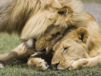 Adult Male Lion Greeting His Son, Serengeti National Park, Tanzania, East Africa, Africa